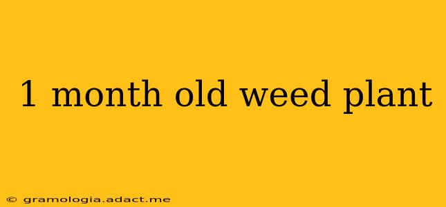 1 month old weed plant