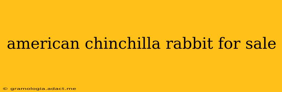 american chinchilla rabbit for sale