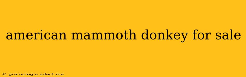 american mammoth donkey for sale