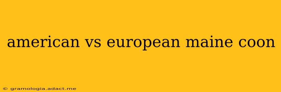 american vs european maine coon