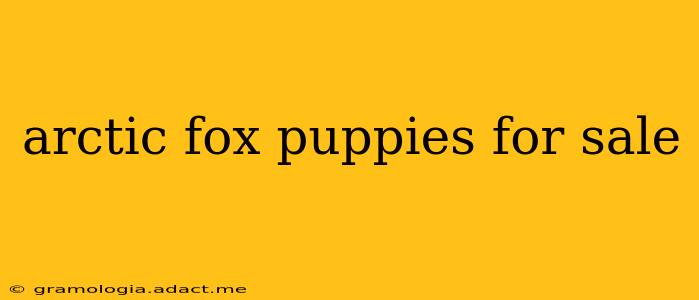 arctic fox puppies for sale