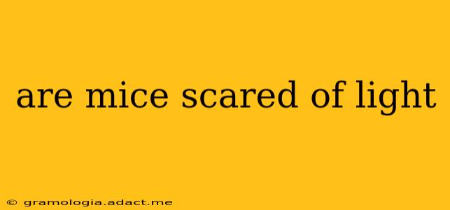 are mice scared of light