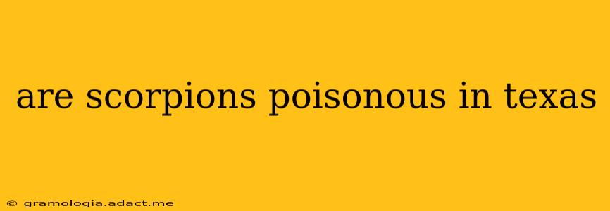 are scorpions poisonous in texas