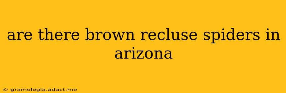 are there brown recluse spiders in arizona
