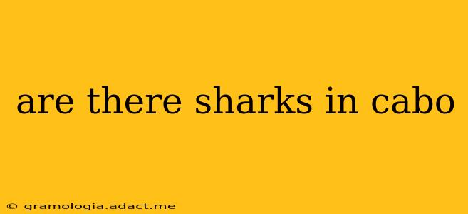 are there sharks in cabo