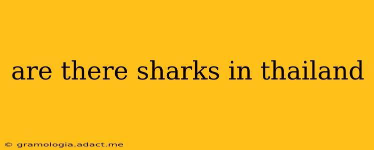 are there sharks in thailand