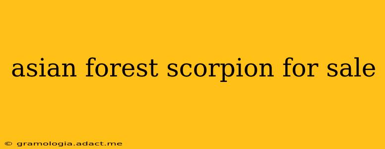 asian forest scorpion for sale