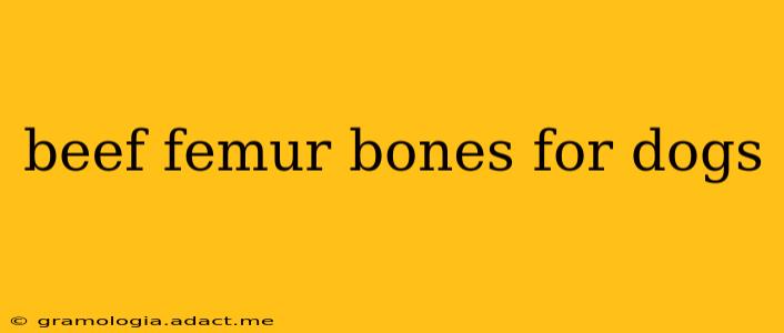 beef femur bones for dogs