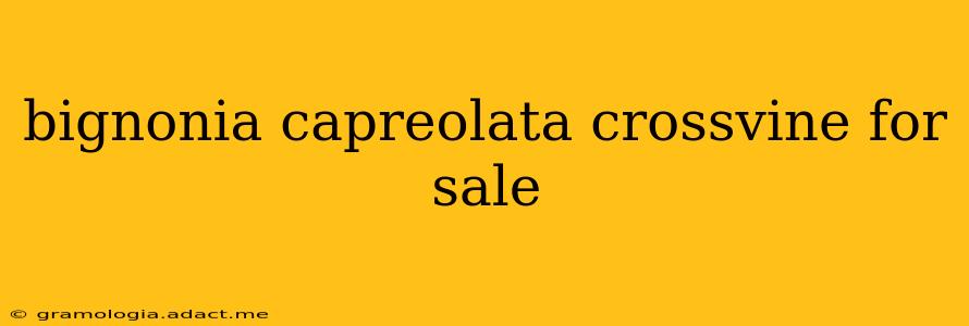 bignonia capreolata crossvine for sale