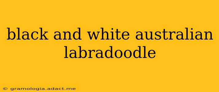 black and white australian labradoodle