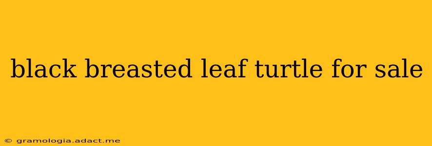 black breasted leaf turtle for sale