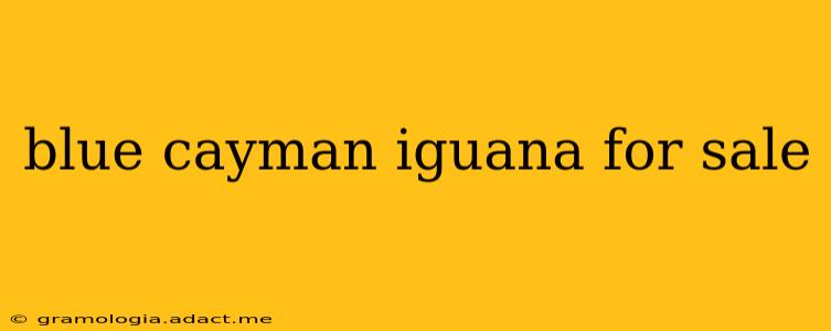 blue cayman iguana for sale