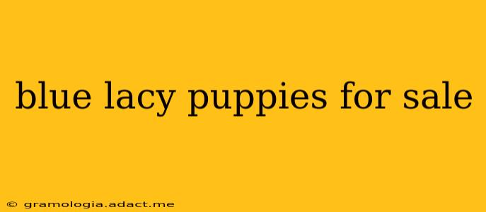 blue lacy puppies for sale