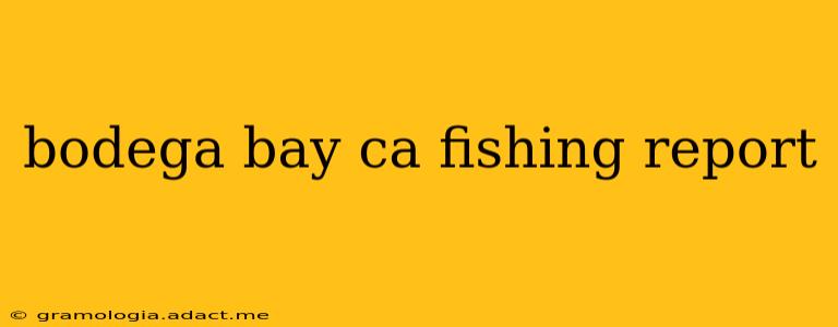bodega bay ca fishing report