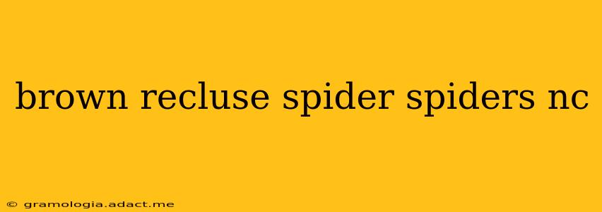 brown recluse spider spiders nc