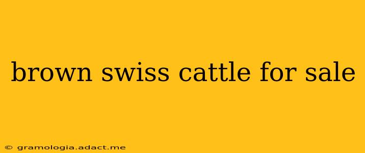 brown swiss cattle for sale