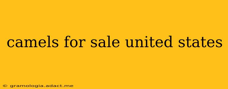camels for sale united states