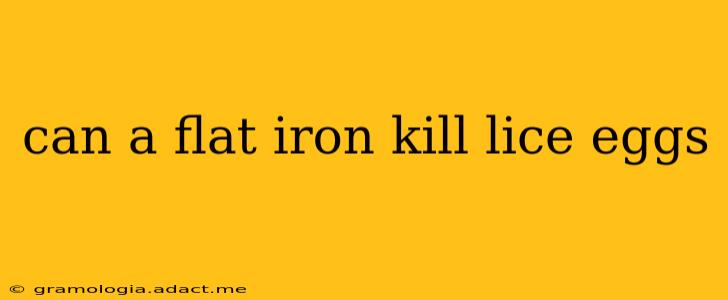 can a flat iron kill lice eggs