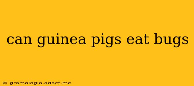 can guinea pigs eat bugs