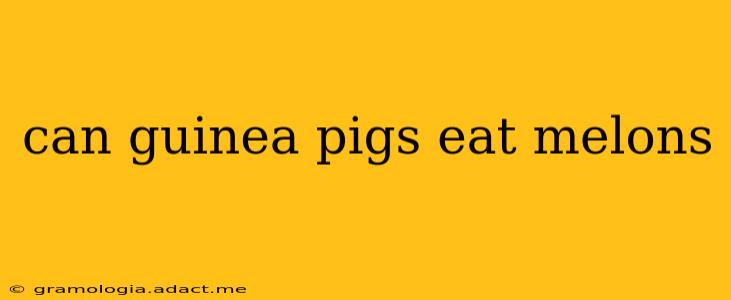 can guinea pigs eat melons