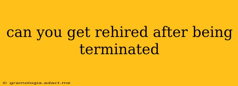 can you get rehired after being terminated