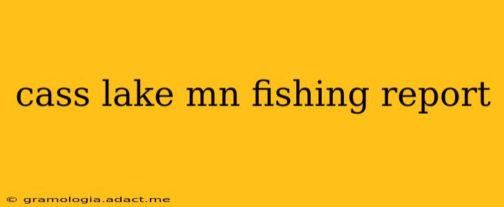 cass lake mn fishing report