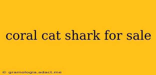 coral cat shark for sale