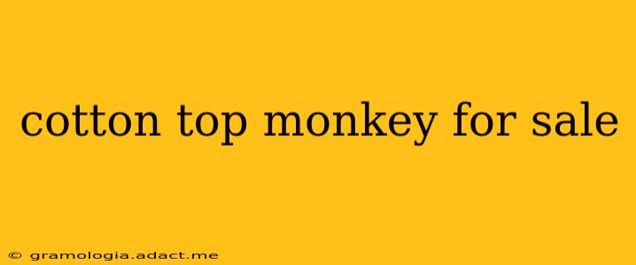 cotton top monkey for sale