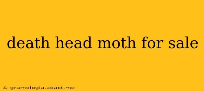death head moth for sale