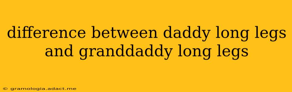 difference between daddy long legs and granddaddy long legs