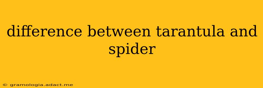difference between tarantula and spider