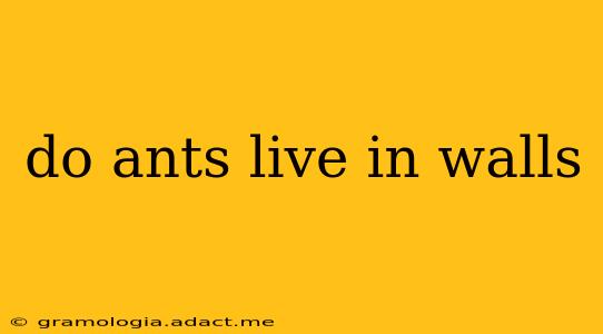 do ants live in walls