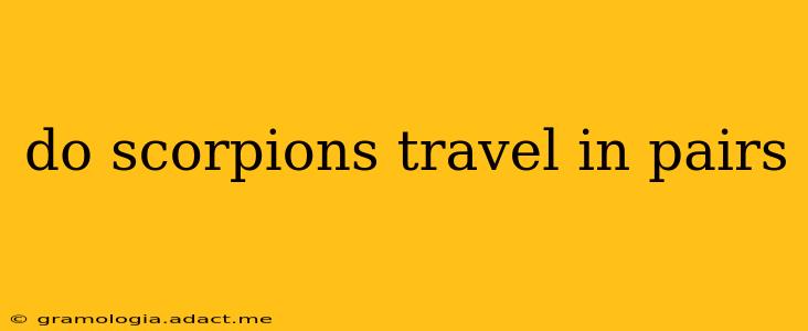 do scorpions travel in pairs