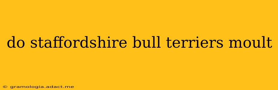 do staffordshire bull terriers moult