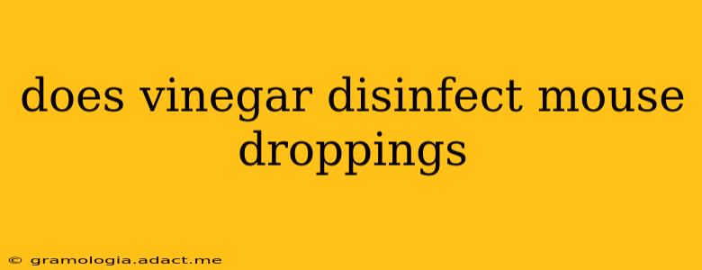 does vinegar disinfect mouse droppings