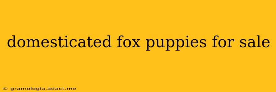 domesticated fox puppies for sale