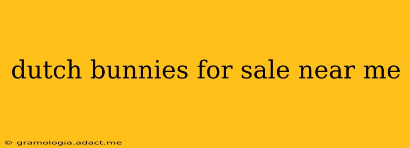 dutch bunnies for sale near me