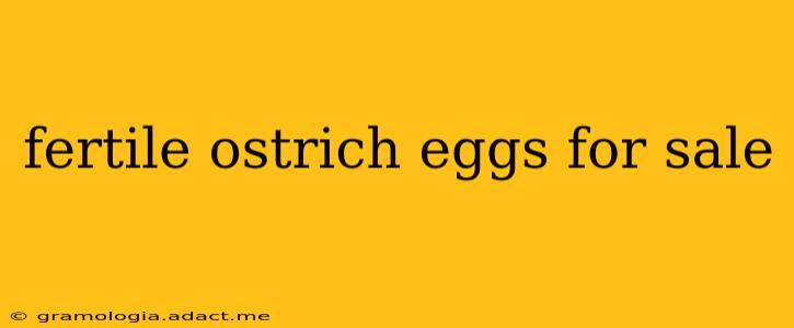 fertile ostrich eggs for sale