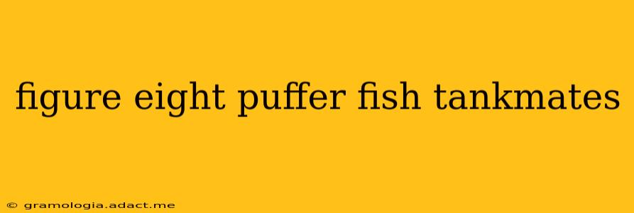 figure eight puffer fish tankmates