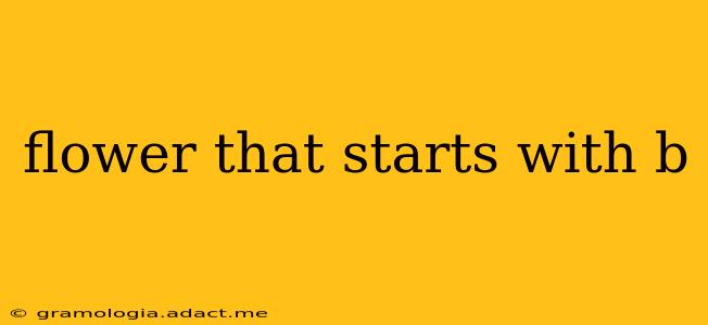 flower that starts with b