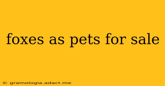 foxes as pets for sale