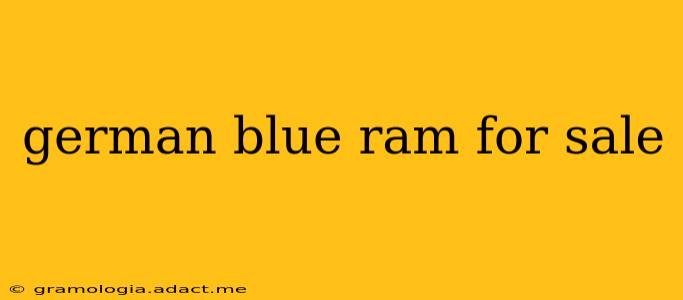 german blue ram for sale