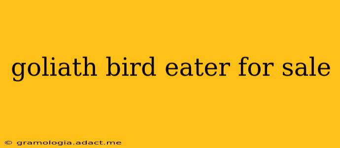 goliath bird eater for sale