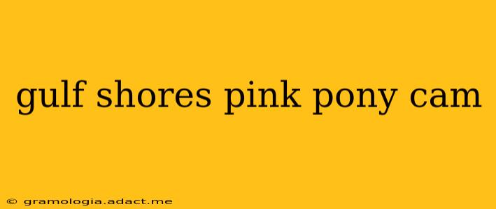 gulf shores pink pony cam