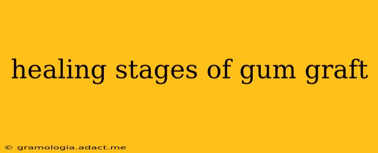 healing stages of gum graft