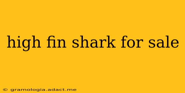high fin shark for sale