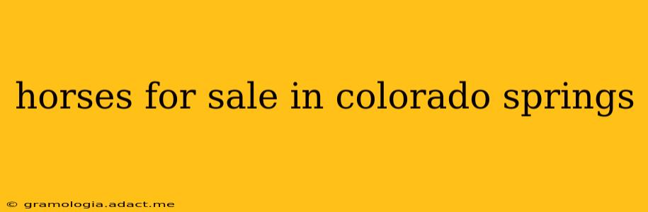 horses for sale in colorado springs
