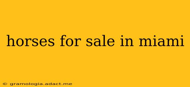 horses for sale in miami