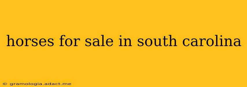horses for sale in south carolina