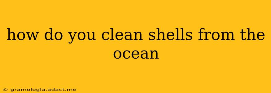how do you clean shells from the ocean